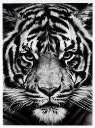 ROBERT LONGO-Tiger 2012