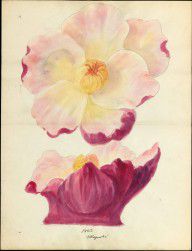 Design drawing of magnolia blossom of floral capital from loggia, Laurelton Hall