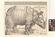 The Rhinoceros-ZYGR47903