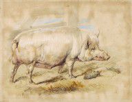 Sir Edwin Landseer - A Sow, 1820