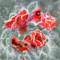 16800951 winter-roses-and-cardinals-carol-cavalaris