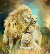 21218320 white-lion-family-unity-carol-cavalaris