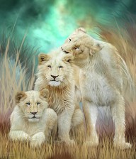 21285279 white-lion-family-mothering-carol-cavalaris