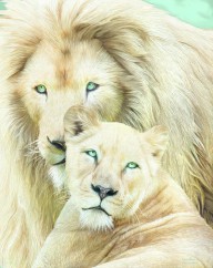21343024 white-lion-family-mates-carol-cavalaris
