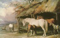 16170075_Mares_And_Foals