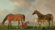 16171000_Mares_And_Foals