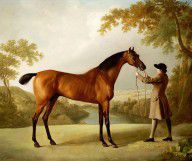 16873623_A_Bay_Racehorse_Held_By_A_Groom_In_An_Extensive_Landscape