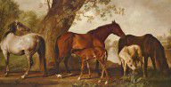 16879636_Mare_And_Foals