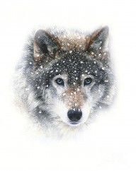 11260851_Snow_Wolf