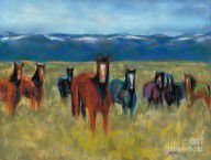 855384_Mustangs_In_Southern_Colorado