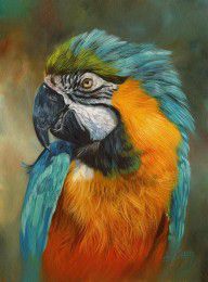 10494992_Macaw_Parrot