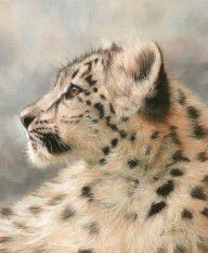 10776790_Young_Snow_Leopard