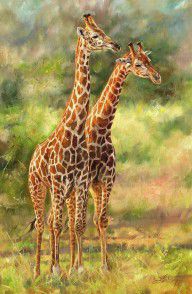 12541974_Giraffes