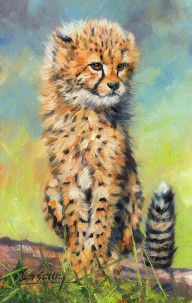 13686284_Cheetah_Cub