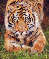 14138806_Young_Amur_Tiger