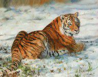 14570908_Snow_Tiger