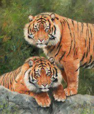 14721698_Sumatran_Tigers