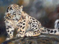 6030728_Snow_Leopard_Cub