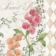 15375638_Sweet_Pea_Flowering_Plant