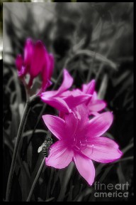 15447958_Pink_Day_Lily