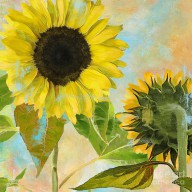 15715204_Soleil_I_Sunflower