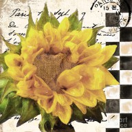 16709404_Late_Summer_Yellow_Sunflowers
