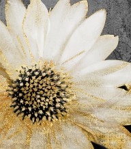 17973323_White_And_Gold_Daisy