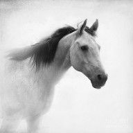 4890425_I_Dream_Of_Horses