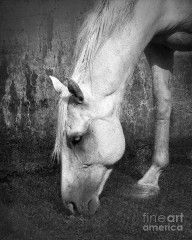 4926021_Grazing_In_Black_And_White
