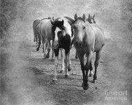 5160356_American_Quarter_Horse_Herd_In_Black_And_White