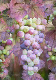 14711674_Grapes_Of_Many_Colors