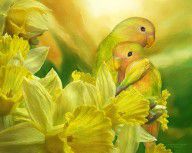 14541175_Love_Among_The_Daffodils