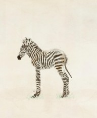 14118152_Little_Zebra