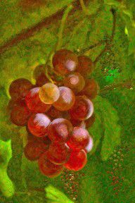 1129954_Nature_Goodness_Grapes_On_The_Vine