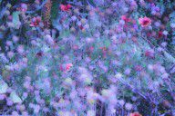 1205016_Autumn_Flowers_In_Blue