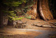 1267035_Welcome_Home_-_Sequoia_National_Forest