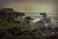 8168683_The_Lone_Cypress