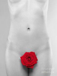 7739458_Black_And_White_Naked_Woman_Body_With_Red_Rose