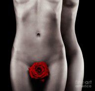 12540258_Two_Nude_Woman_Bodies_With_Red_Rose_Gay_Love_Concept