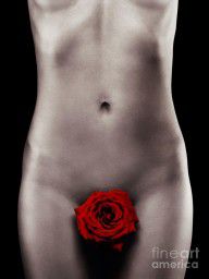 12540266_Nude_Woman_Body_With_A_Red_Rose