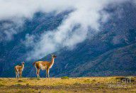 11452492_Guanaco_Mother_And_Child
