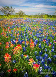 11546770_Bluebonnets_And_Prarie_Fire