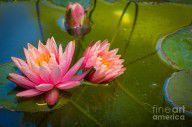 11685010_Pink_Water_Lily