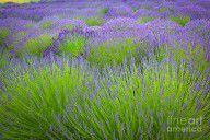 13677360_Lavender_Field
