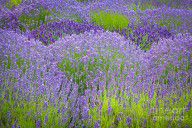 13677362_Lavender_Flowers
