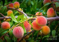 14015321_Peaches