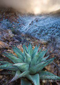 14492414_Agave_Winter