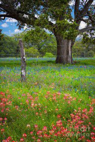 14700852_Texas_Pastoral_Landscape