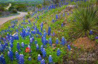 14700945_Hill_Country_Yucca