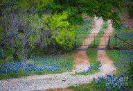 14701033_Hill_Country_Road